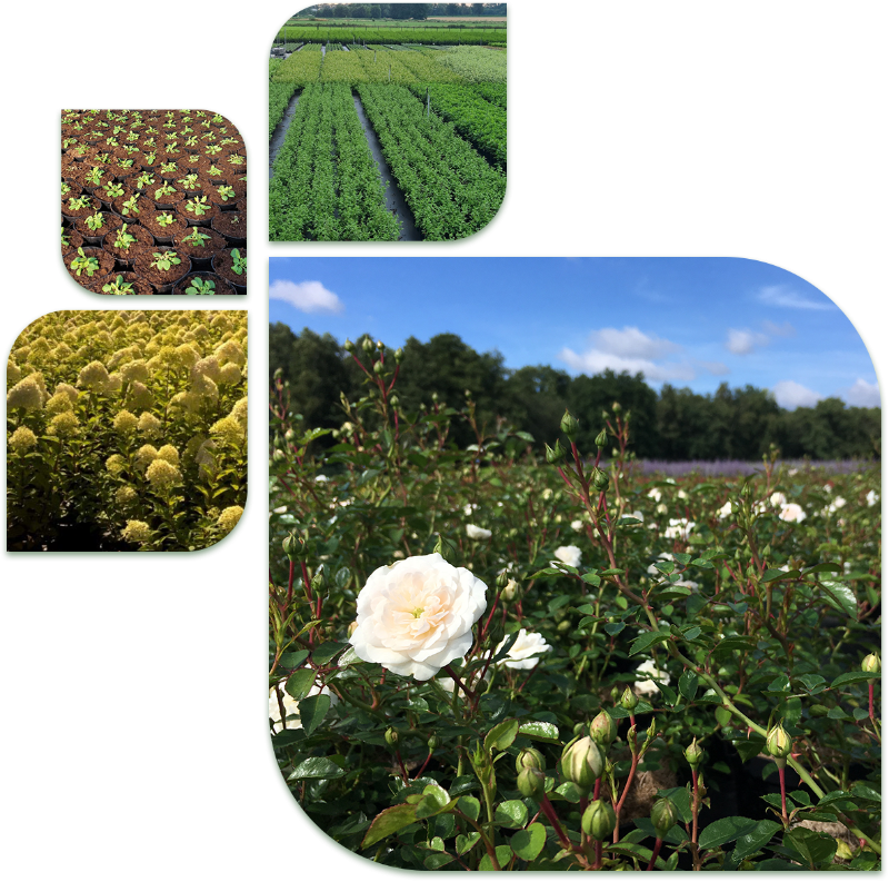 Open plantendagen noord limburg